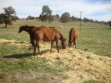 Sienne 3yr old Gelding